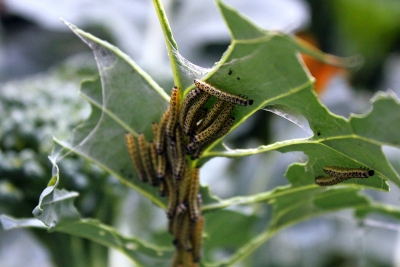Die Raupen des Kohlweißlings fressen große Löcher aus den Pflanzen heraus.